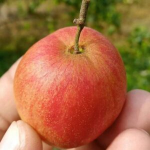 Kashmiri Red Apple Ber Plant