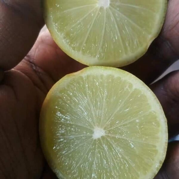 Seedless Lemon Plant