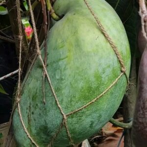 4 kg mango Plants
