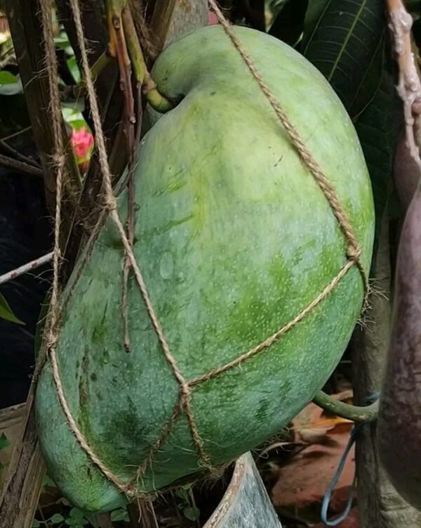 4 kg mango Plants