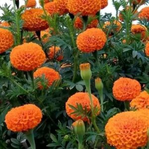 Marigold Plants