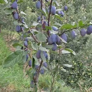 Aloo Bukhara Plants