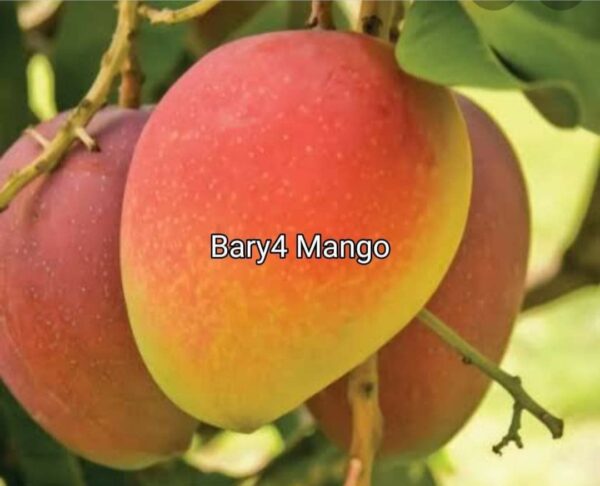 Bari 4 Mango Plant