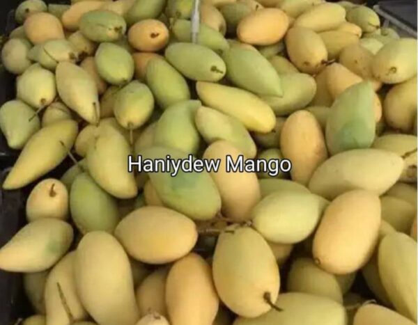 Honeydew Mango Plant