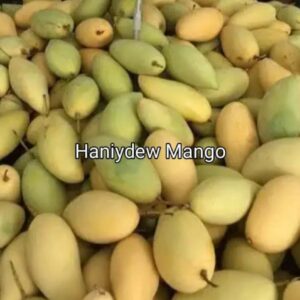 Honeydew Mango Plant