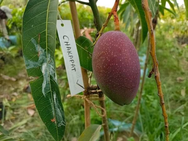 King of Chakapat Mango Plants