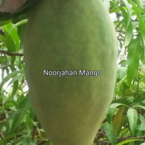 Noorjahan Mango Plant