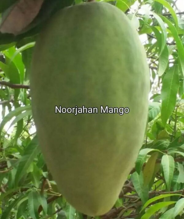 Noorjahan Mango Plant