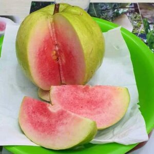 Red Daimon Guava Plants