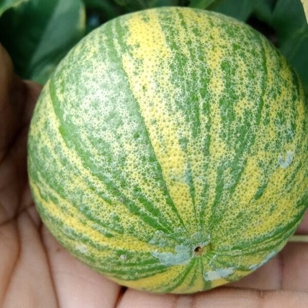 Sweets Variegated Malta Plants