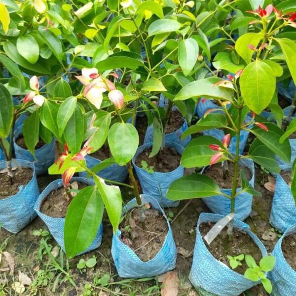 True Cinnamon Plants