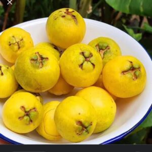 Yellow Strawberry Guava Plants