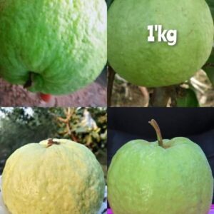 kg One Guava Plants